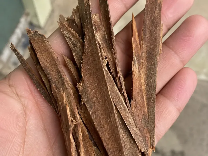 Tangan memegang kepingan kulit kayu catuaba