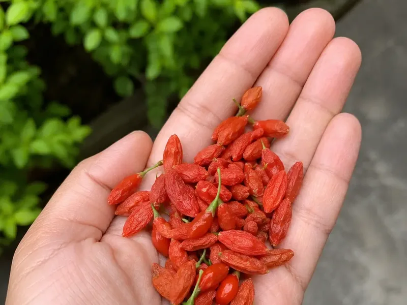Tapak tangan penuh buah goji berry merah