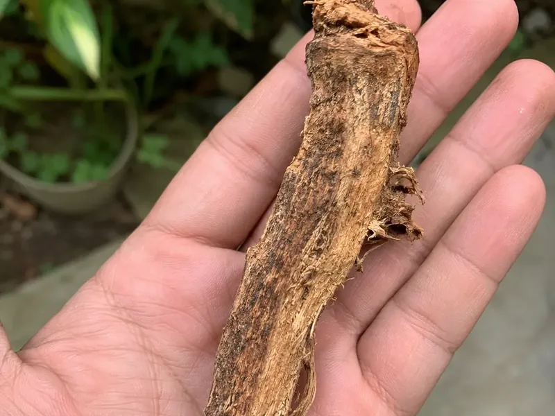 Tangan memegang sebatang akar tongkat ali kering